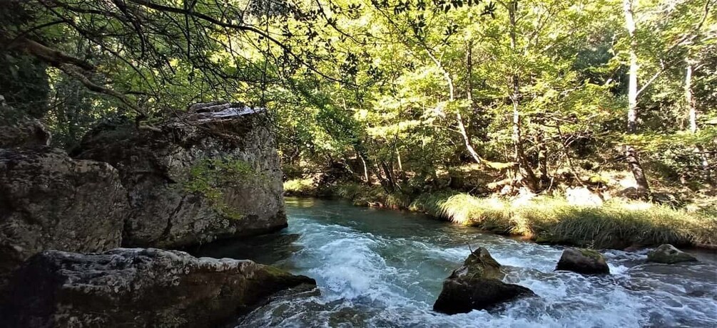 A flowing river with rocks, surrounded by dense green forest. 1