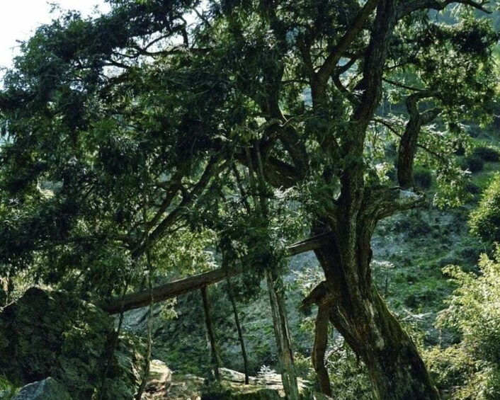 A dense forest with large trees and a fallen log. 5
