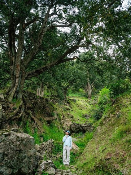 A person standing on a rocky path surrounded by large trees. 2