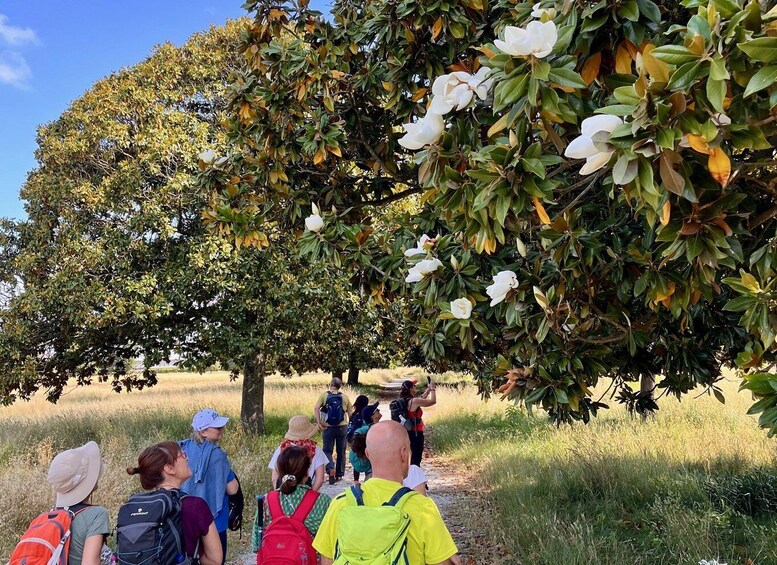 A group of people hiking in a natural area with a large tree bearing white flowers. 2