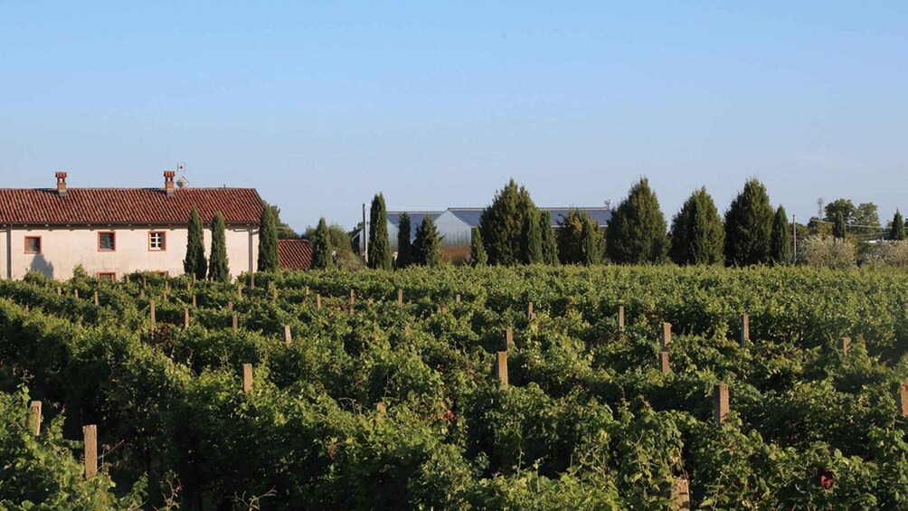 A vineyard with rows of grapevines, a white building with red trim, and a modern structure in the background. 4