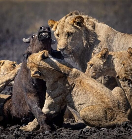 A lioness with cubs in a natural setting. 1