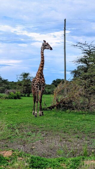 A giraffe standing in a grassy field with trees and a utility pole in the background. 3