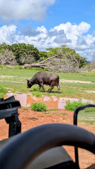 A bull grazing in a field with a vehicle in the foreground. 2