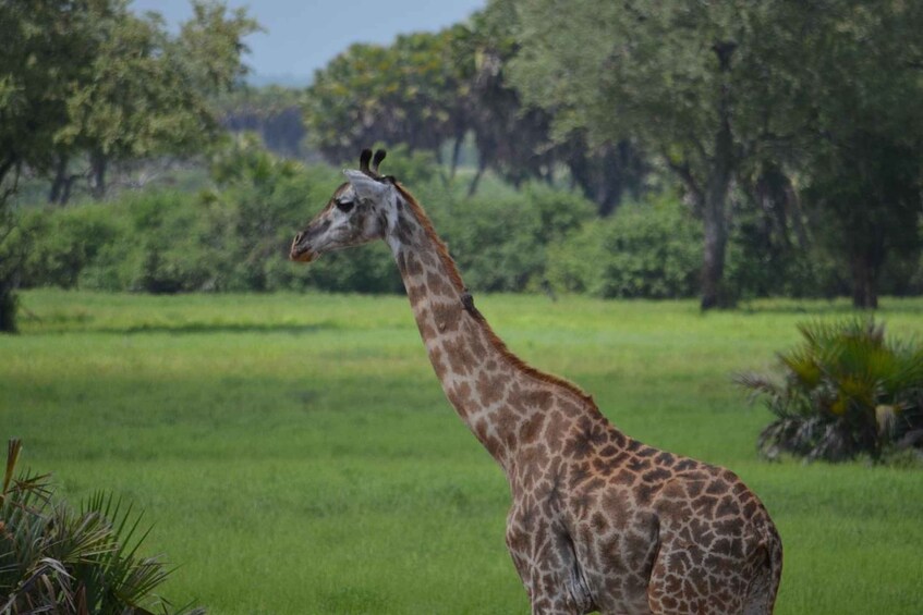 A giraffe standing in a grassy field with trees in the background. 5