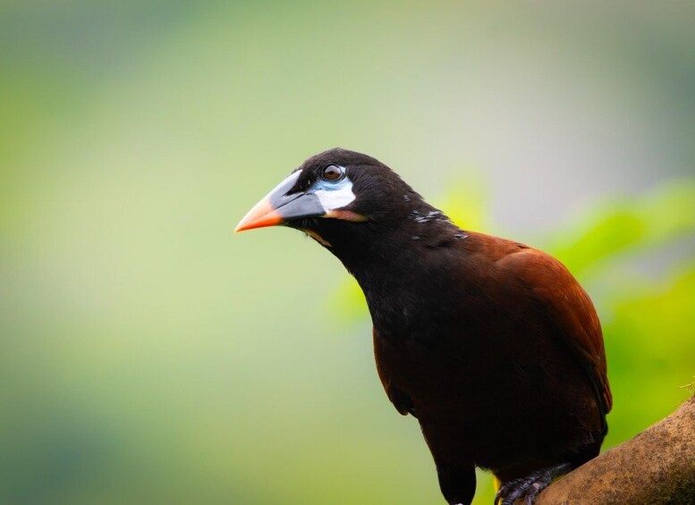 A bird with a black head, white eye ring, and orange beak perched on a branch. 1