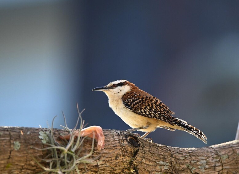 A bird perched on a tree branch. 2
