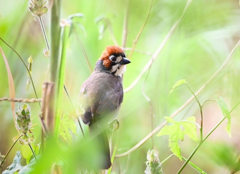 A bird perched on a plant in a natural setting. 3