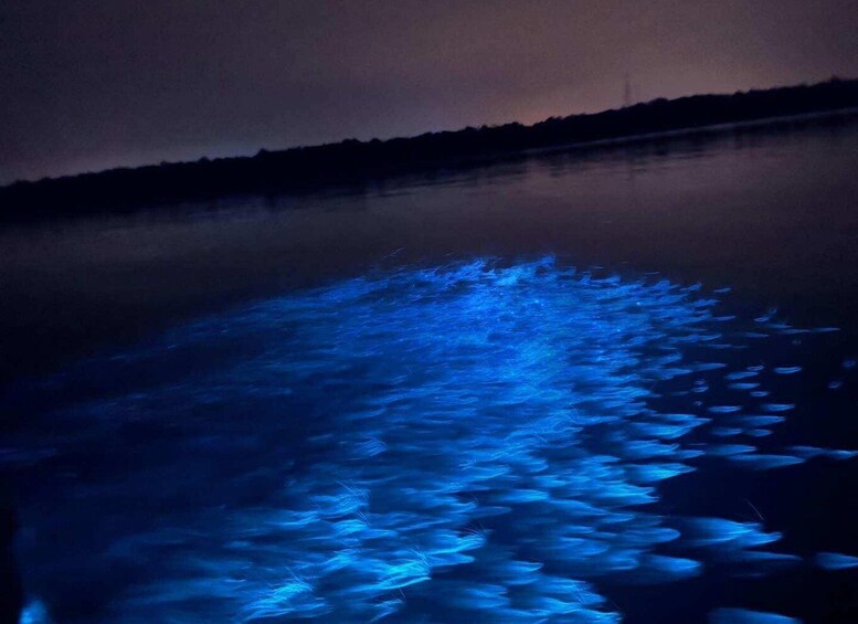 Picture 7 for Activity Kuala Lumpur: Fireflies, Bioluminescence & Dinner 2
