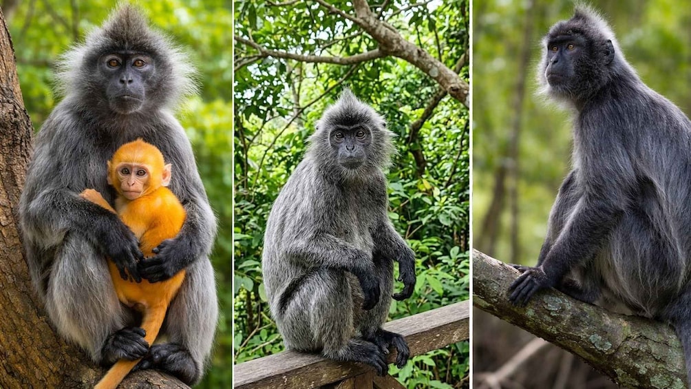 A monkey with a baby, sitting on a tree branch in a forest. 3