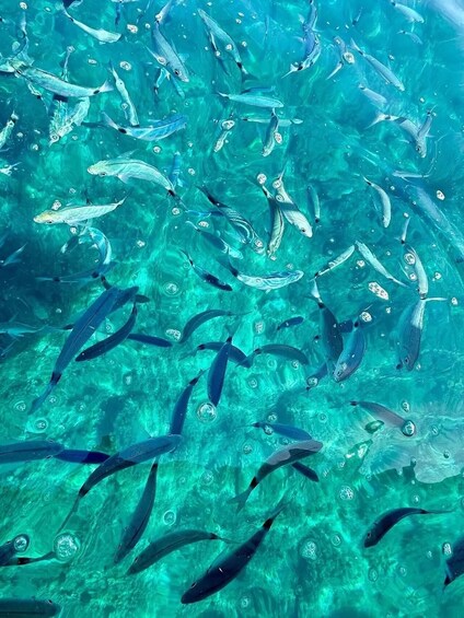A school of fish swimming in clear blue water. 2