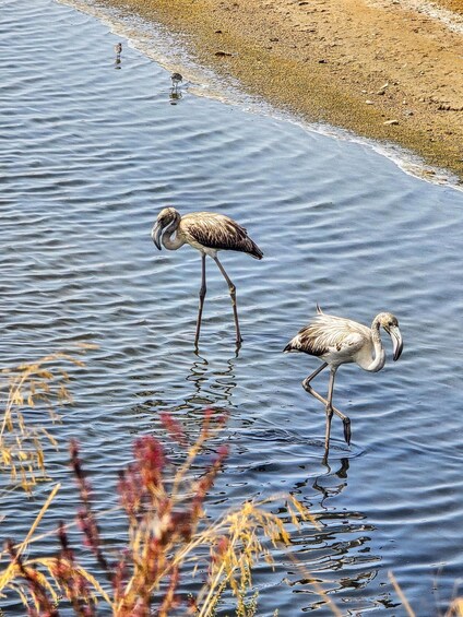 Two birds wading in shallow water near a sandy shore. 2