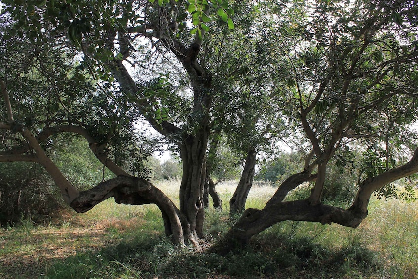 A large tree with multiple trunks and branches in a grassy field. 5