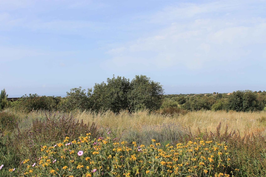 A field of wildflowers with a backdrop of trees and a clear sky. 3