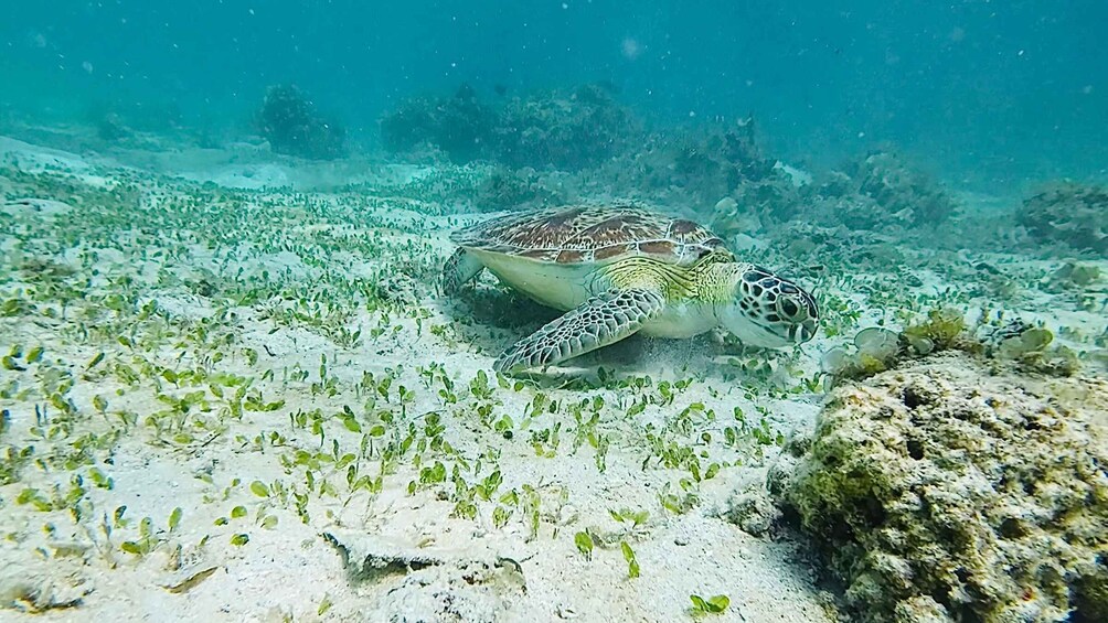 A sea turtle swimming over a coral reef with sparse vegetation. 5