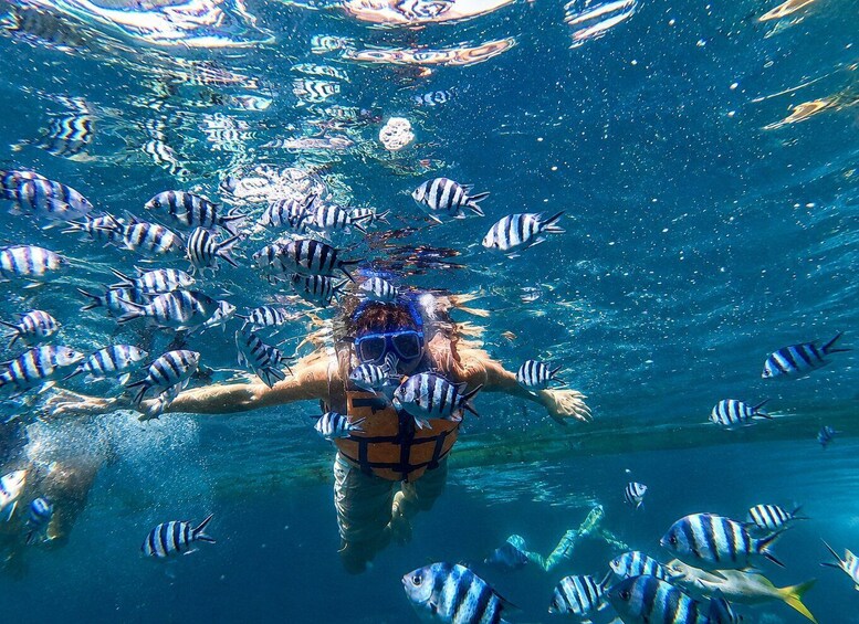 A person swimming with striped fish in clear blue water. 2