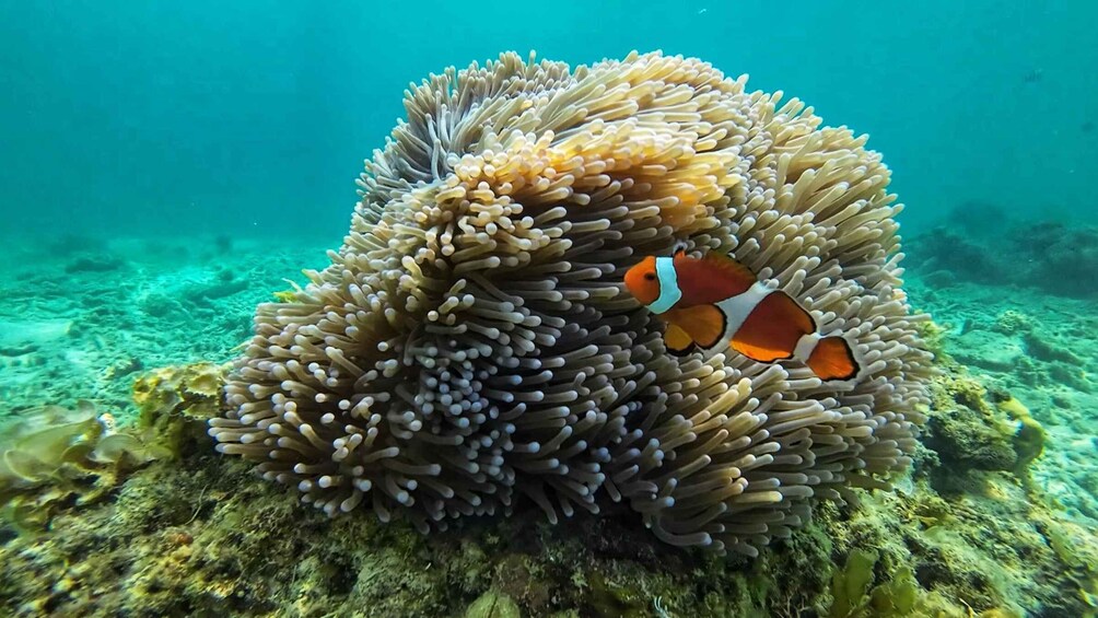 An anemone with clownfish, underwater scenery, and a rocky seabed. 4