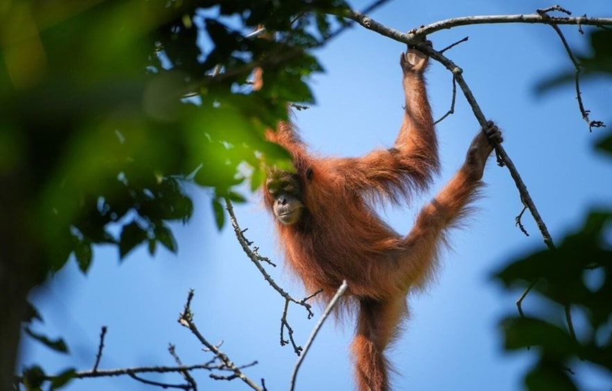 An orangutan climbing a tree branch. 3