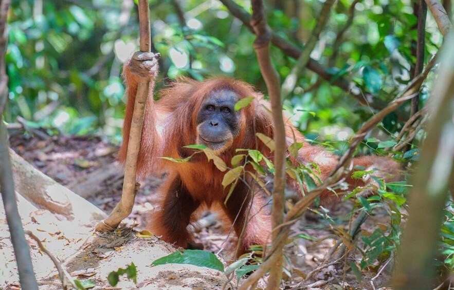 An orangutan in a forested area with dense foliage and branches. 5