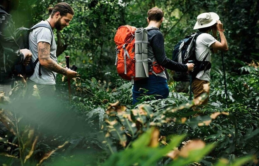 Two hikers in a dense forest with backpacks and trekking poles. 2