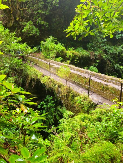 A narrow, moss-covered stone bridge in a lush, green forest. 1