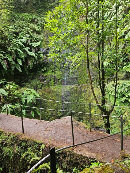 A lush forest with a waterfall, dense foliage, and a rope barrier. 2