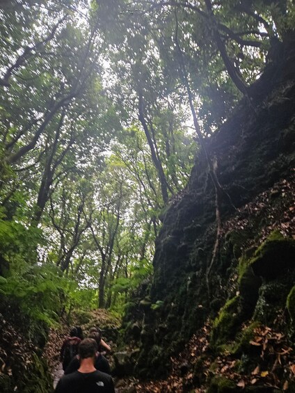 A forested area with a group of people walking on a trail. 5