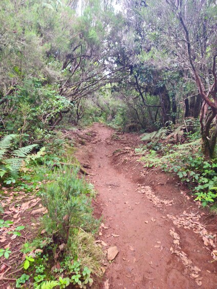 A forest trail with dense foliage and a dirt path. 2
