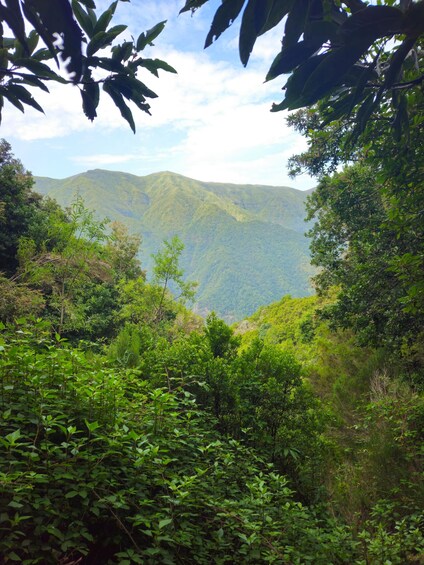 A lush green landscape with dense foliage and a mountain range in the background. 3