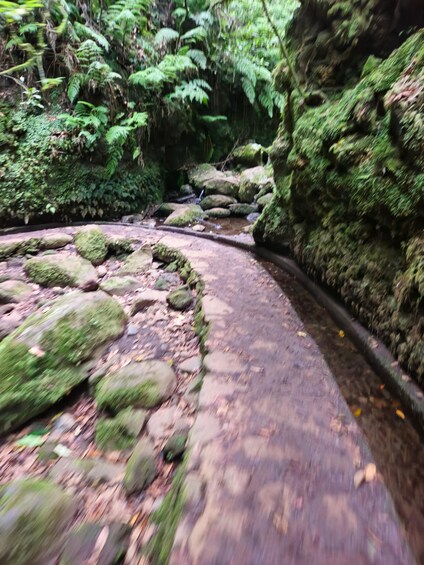 A forested stream with moss-covered rocks and ferns. 4