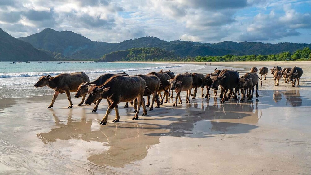 A herd of cattle walking along a beach with mountains in the background. 1