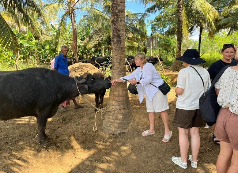 A group of people interacting with a black buffalo in a tropical setting with palm trees. 1