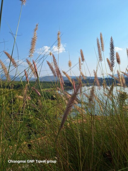 Tall grass and a lake with mountains in the background. 3