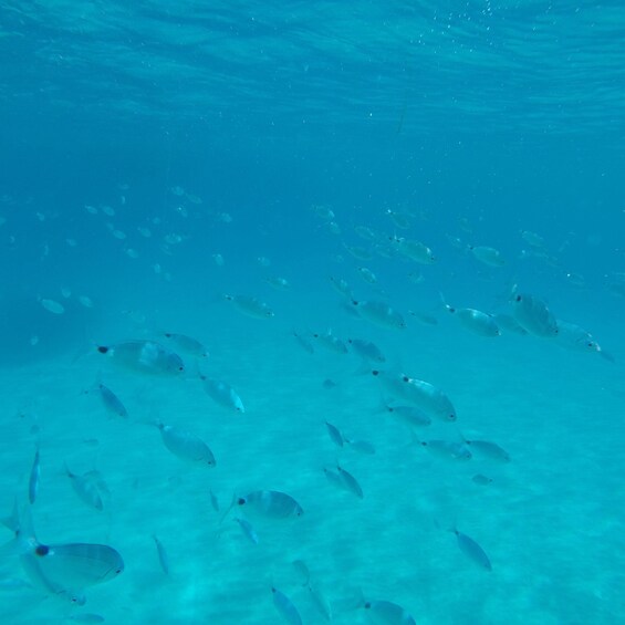 A school of fish swimming in the ocean. 2