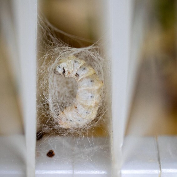 A close-up of a spider web with a visible spider egg sac. 4