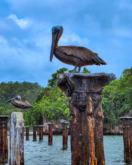 A pelican perched on a wooden post in a water body with trees in the background. 4