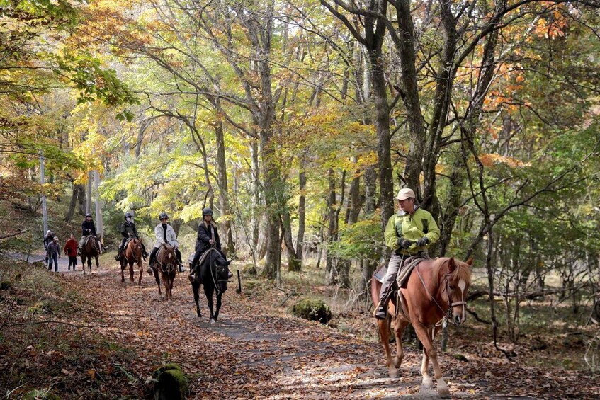 A group of people riding horses on a forest trail. 1