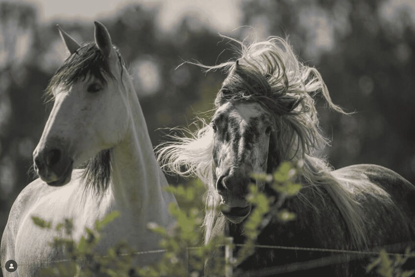 Two horses in a field with a fence in the foreground. 2