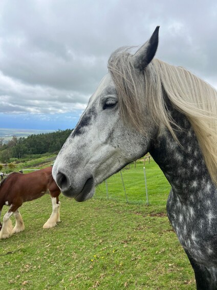 A close-up of a horse with a white mane and gray face, grazing in a grassy field with another horse in the background. 4