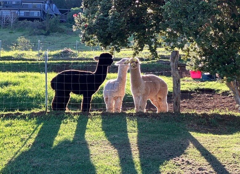 Two llamas standing near a wire fence in a grassy field with a tree and a building in the background. 3