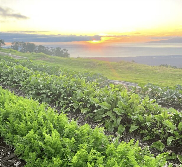 A lush green field with a road in the background and a sunset over the horizon. 5