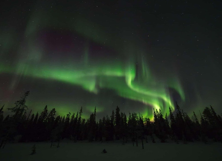 The Northern Lights over a forested landscape. 3