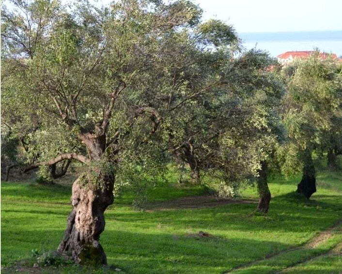 A grove of olive trees with a clear sky and a distant red building. 5