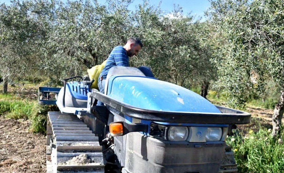 A person operating a blue agricultural vehicle in an olive grove. 4