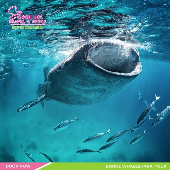 A whale shark swimming underwater with several fish around it. 2