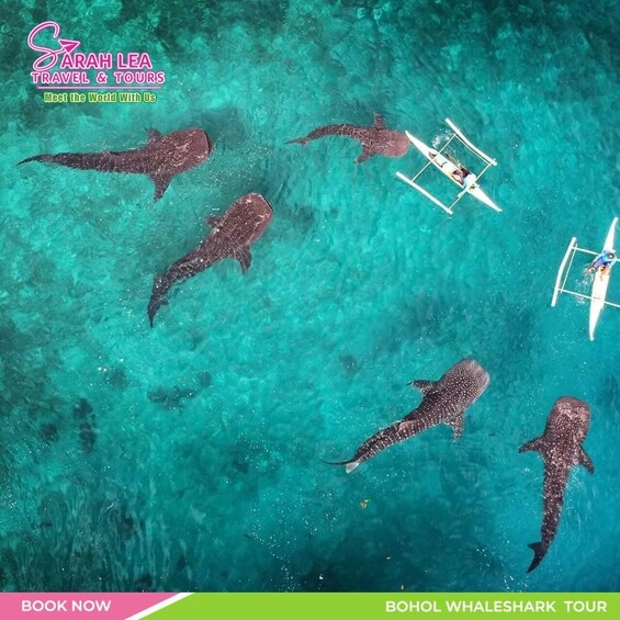 A clear turquoise sea with five whale sharks swimming. There are two boats with people on them. The text 'BOHOL WHALESHARK TOUR' is visible. 3