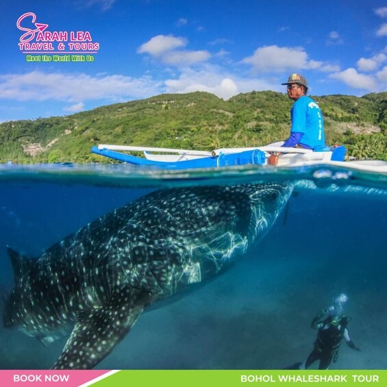 A whale shark swimming near a boat with a diver and a guide. 1