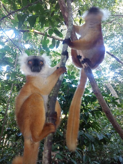 Two lemurs on tree branches in a forest. 3