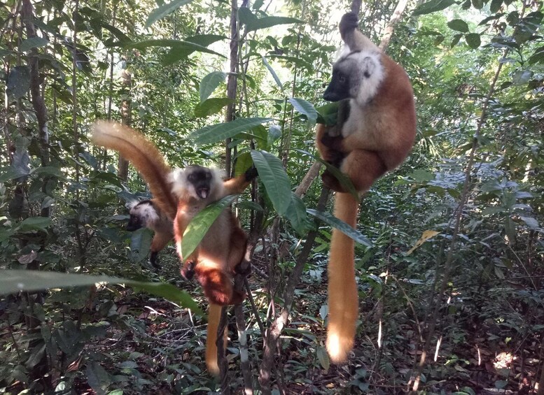 Two lemurs in a forested area with dense foliage. 5