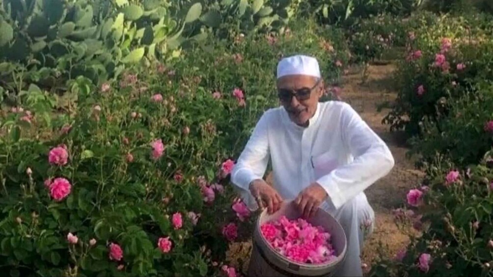 A person harvesting pink flowers in a field. 2